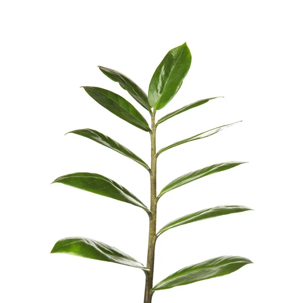 Gren Med Färska Gröna Zamioculcas Zamiifolia Lämnar Vit Bakgrund — Stockfoto