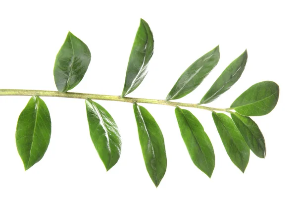 Tak Met Verse Groene Zamioculcas Zamiifolia Verlaat Witte Achtergrond — Stockfoto