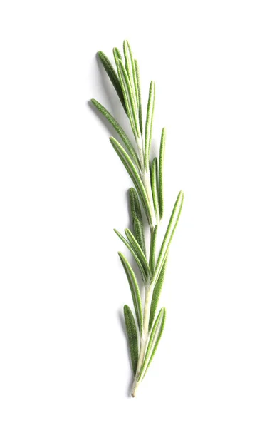 Fresh Rosemary White Background — Stock Photo, Image