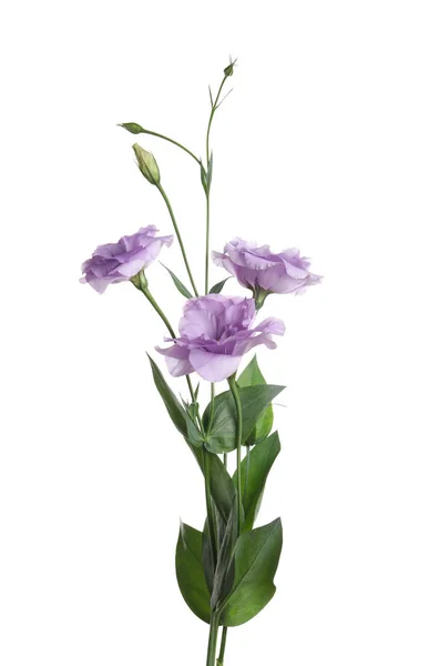 바탕에 Eustoma — 스톡 사진