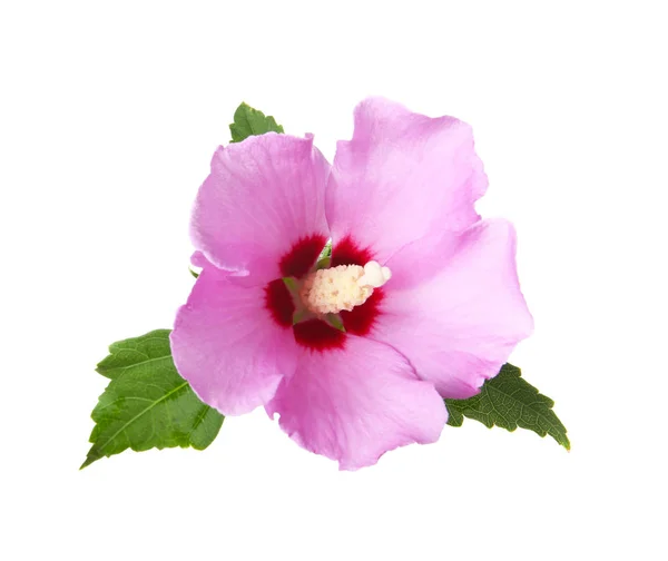 Vackra Tropiska Hibiscus Blomma Vit Bakgrund — Stockfoto