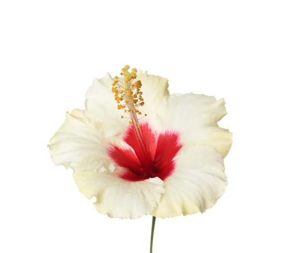 白い背景の美しい熱帯ハイビスカスの花 — ストック写真
