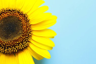 Güzel parlak ayçiçeği renk arka plan, üstten görünüm