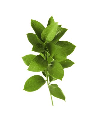 Beyaz arka plan üzerinde taze yeşil Ruscus yaprakları ile şube
