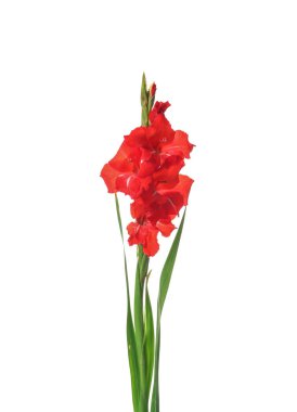 Beyaz arka planda güzel gladiolus çiçekleri