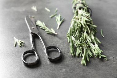 Taze biberiye twigs ve gri tablo için makaslar