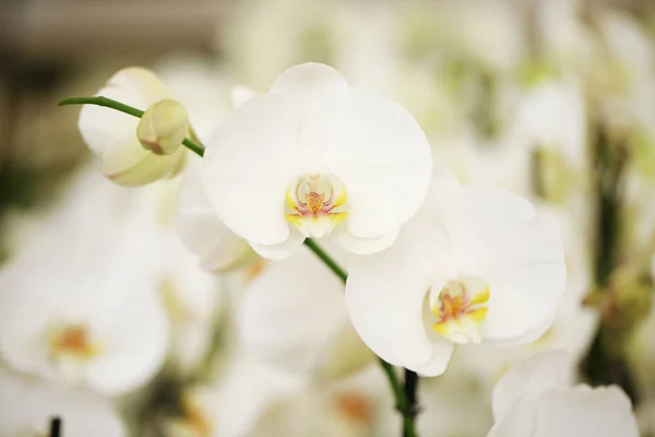 Bunga Anggrek Putih Yang Indah Dengan Latar Belakang Yang Kabur — Stok Foto