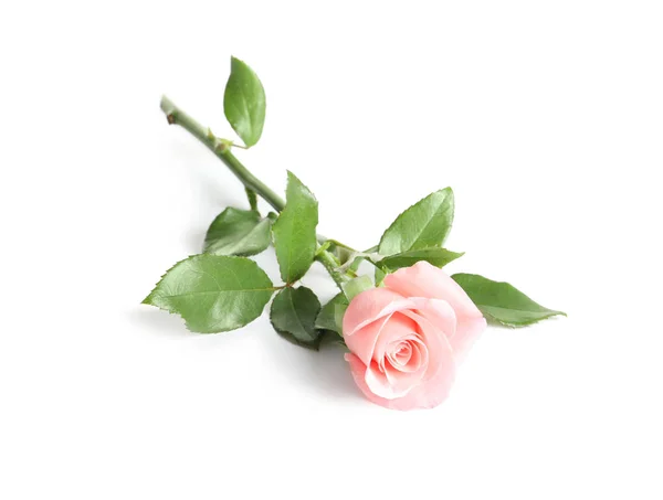 Belle Fleur Rose Sur Fond Blanc — Photo
