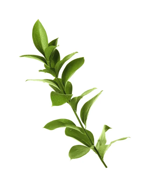 Tak Met Verse Groene Ruscus Bladeren Witte Achtergrond — Stockfoto