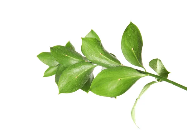 Υποκατάστημα Φρέσκα Πράσινα Φύλλα Ρούσκο Λευκό Φόντο — Φωτογραφία Αρχείου