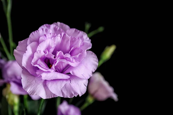 Beautiful Eustoma flower on dark background, closeup