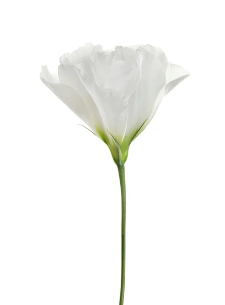 Hermosa Flor Eustoma Sobre Fondo Blanco — Foto de Stock
