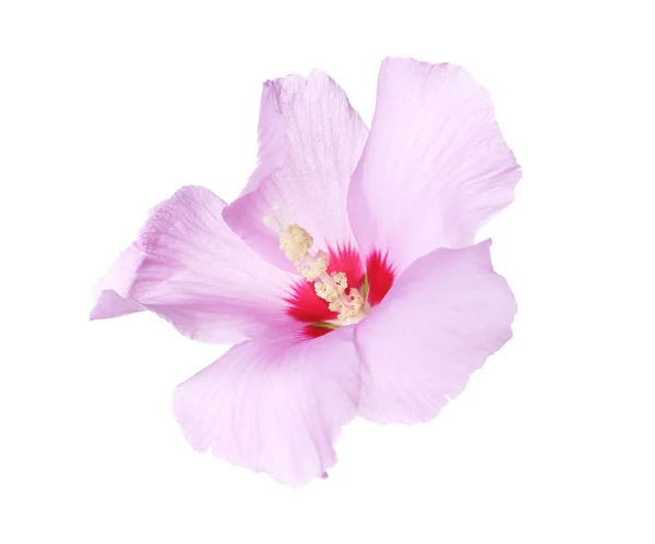 Hermosa Flor Tropical Hibisco Sobre Fondo Blanco — Foto de Stock