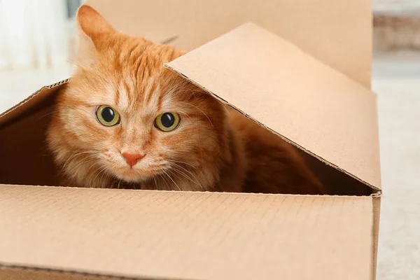 Czerwony Kot Pomieszczeniu Pudełko Tekturowe — Zdjęcie stockowe