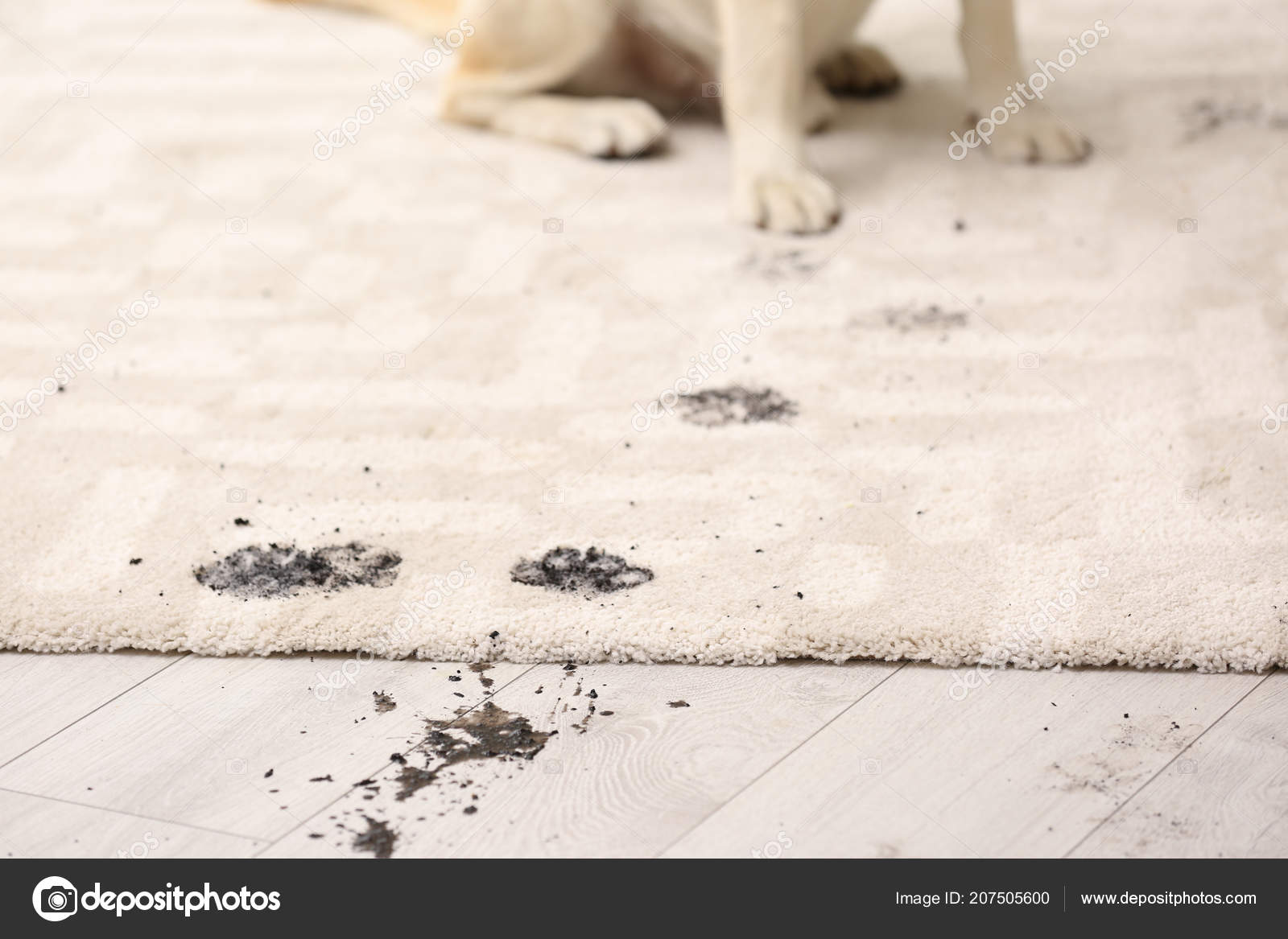 Cute Dog Leaving Muddy Paw Prints Carpet — Stock Photo