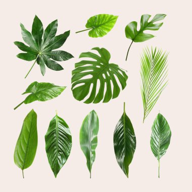 Set of different tropical leaves on light background clipart