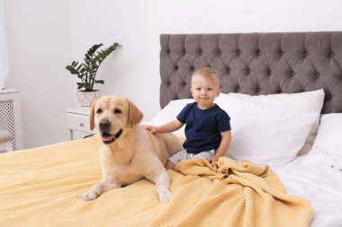 Adorable sarı labrador geri almak ve ufaklık evde yatakta