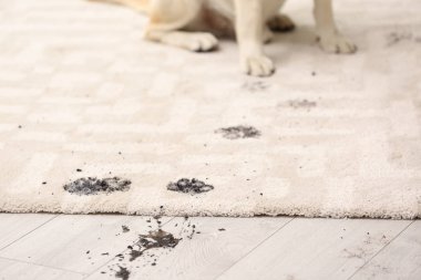 Sevimli köpek çamurlu pati izlerini halı üzerinde bırakarak