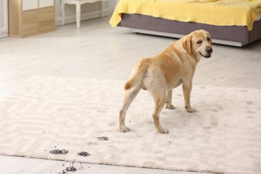 Sevimli köpek çamurlu pati izlerini halı üzerinde bırakarak