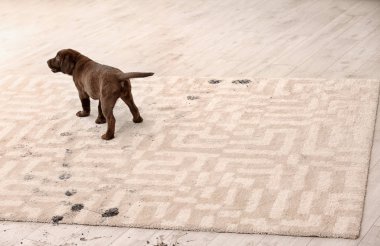 Sevimli köpek çamurlu pati izlerini halı üzerinde bırakarak
