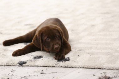 Sevimli köpek çamurlu pati izlerini halı üzerinde bırakarak