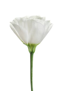 Beyaz arka plan üzerinde güzel eustoma çiçek