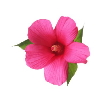 Beyaz arka plan üzerinde güzel tropikal Hibiscus çiçek