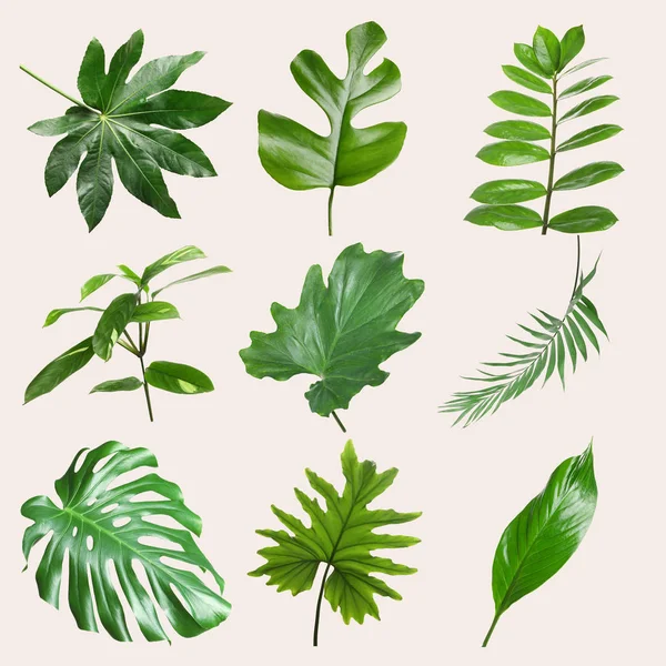 Açık renkli farklı tropikal yapraklar kümesi