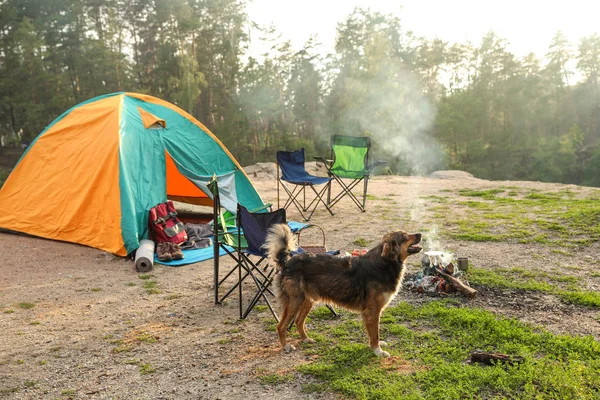 Cute dog near camping tent in wilderness