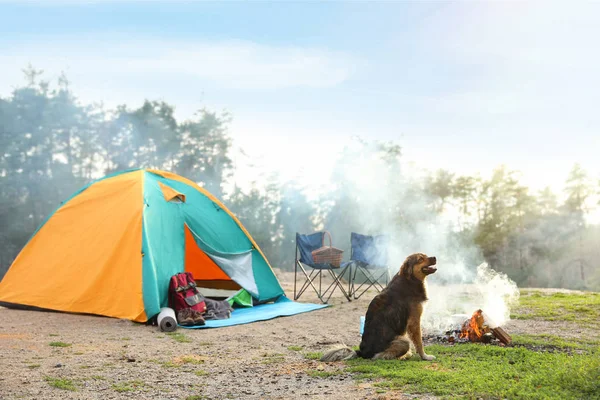 Söt Hund Nära Camping Tält Vildmarken — Stockfoto