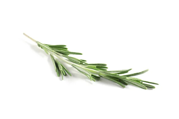 Rosemary Fresco Sobre Fundo Branco — Fotografia de Stock