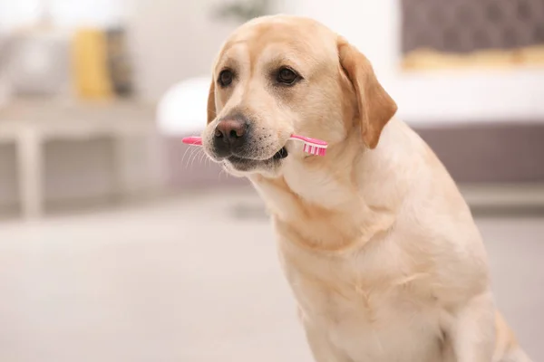 Adorável Labrador Retriever Com Escova Dentes Dentro Casa — Fotografia de Stock