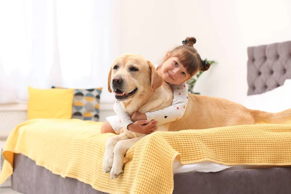 Adorable Labrador Amarillo Recuperador Niña Cama Casa — Foto de Stock