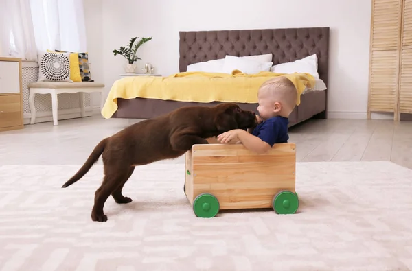 Niño Jugando Con Adorable Labrador Chocolate Recuperador Casa — Foto de Stock