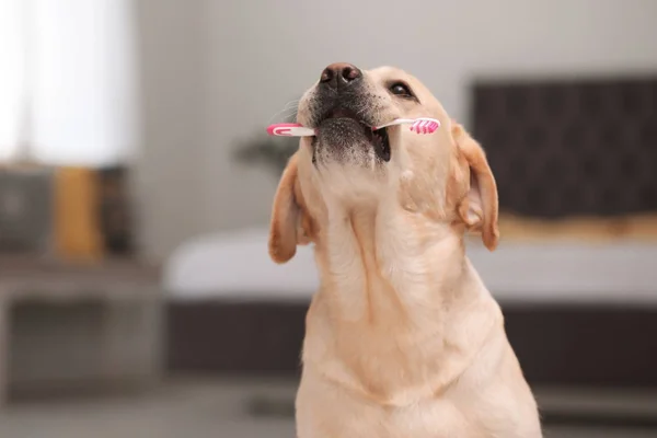 Adorável Labrador Retriever Com Escova Dentes Dentro Casa — Fotografia de Stock