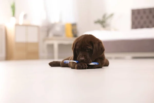 Adorável Labrador Chocolate Retriever Com Escova Dentes Chão Dentro Casa — Fotografia de Stock