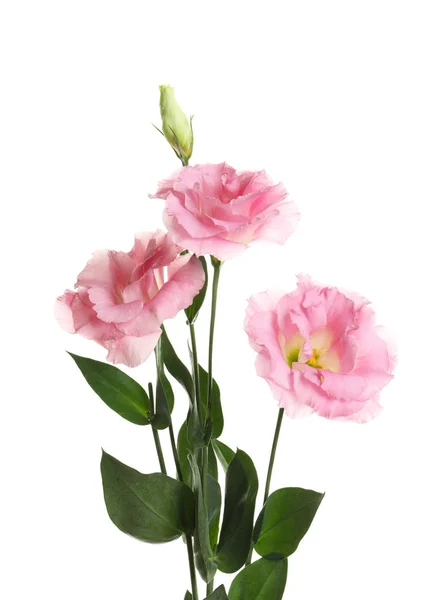 Bellissimi Fiori Eustoma Sfondo Bianco — Foto Stock