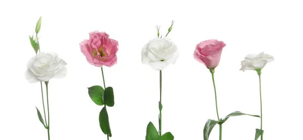 Fila Belas Flores Eustoma Fundo Branco — Fotografia de Stock