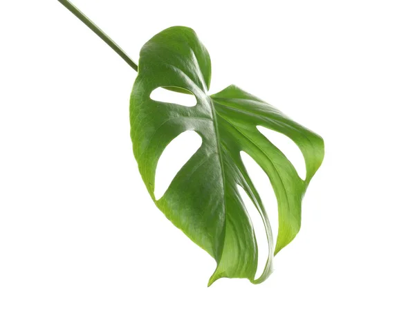 Groene Monstera Blad Witte Achtergrond Tropische Plant — Stockfoto
