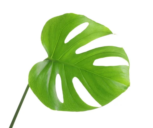 绿色龟背竹叶子在白色背景 热带植物 — 图库照片