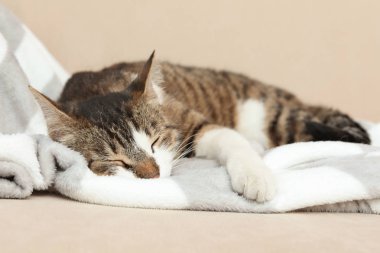 Evde kanepede uyuyan sevimli kedi