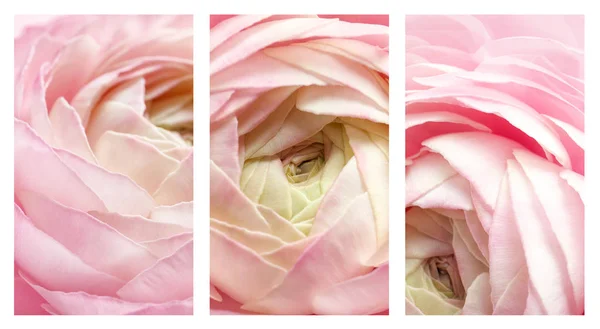 Ensemble Avec Belles Fleurs Ranunculus Aromatiques Gros Plan — Photo