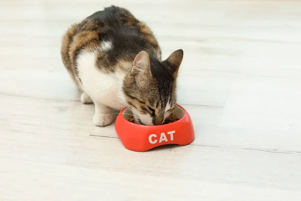 Χαριτωμένο Γάτα Τρώει Ξηρή Τροφή Από Κύπελλο Στο Πάτωμα Στο — Φωτογραφία Αρχείου
