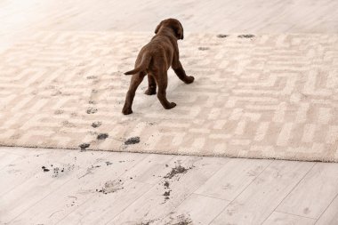 Sevimli köpek çamurlu pati izlerini halı üzerinde bırakarak