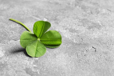 Green four-leaf clover on gray background with space for text clipart