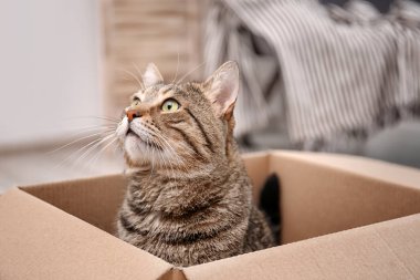 Şirin kedi evde karton kutu ile oynamak