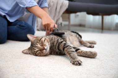 Bu evde halı üzerinde dinlenme sırasında onu kedi fırçalama kadın