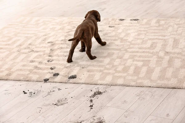Cute Dog Leaving Muddy Paw Prints Carpet — Stock Photo, Image