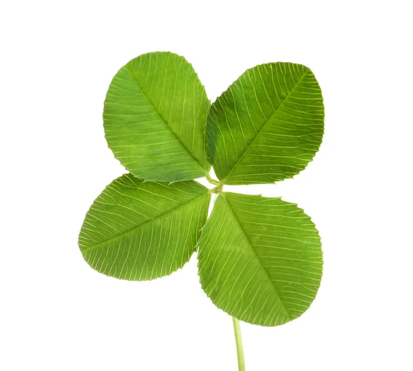 Trébol Verde Cuatro Hojas Sobre Fondo Blanco —  Fotos de Stock