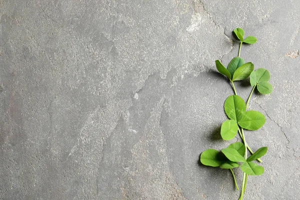 Gri arka plan, metin için yer ile düz yatıyordu kompozisyon yapraklarda yeşil yonca